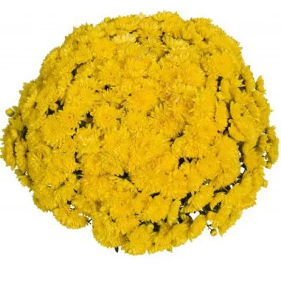 Хризантема Sunbeam Golden фото