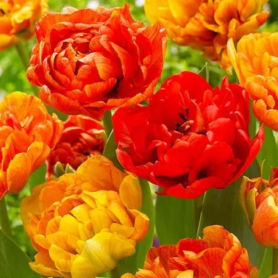 Тюльпан Sun Lover 11/12 фото