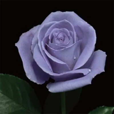 Роза Suntory Blue Rose Applause фото