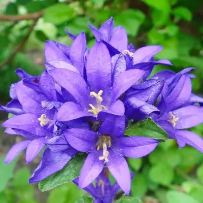 Кампанула Superba фото