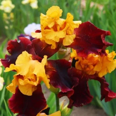 Ирис Supreme Sultan фото
