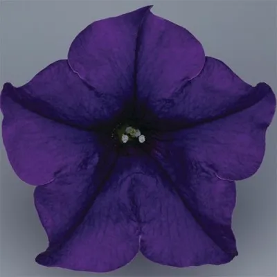 Сурфиния Blue фото