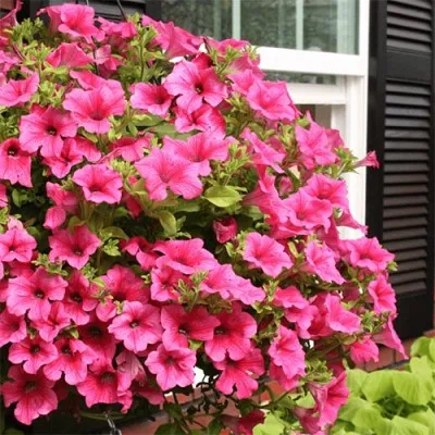 Сурфиния Hot Pink фото