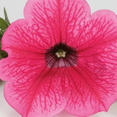 Сурфиния Hot Pink фото