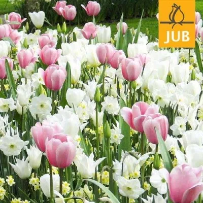 Микс ландшафтный Sweet Dreams (Брендовые луковицы Jub Holland) фото
