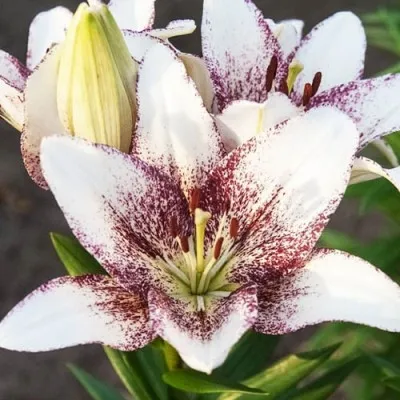 Лилия Sweet Zanica фото
