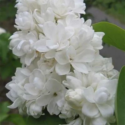 Сирень Monique Lemoine фото