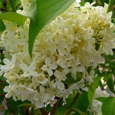 Сирень Primrose фото