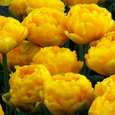 Тюльпан Yellow Pomponette (Брендовые луковицы Jub Holland) фото