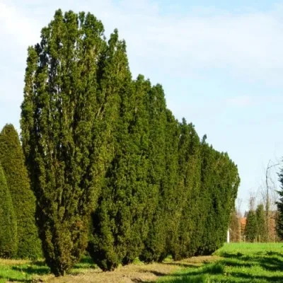 Тис Fastigiata Robusta фото