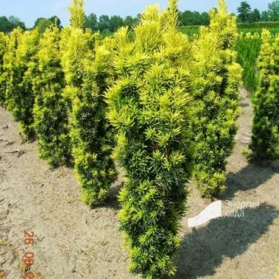 Тис Fastigiata Aurea фото