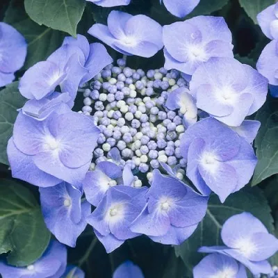 Гортензия Teller Blue фото