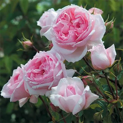 Роза The Wedgwood Rose фото