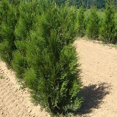 Туя Atrovirens фото