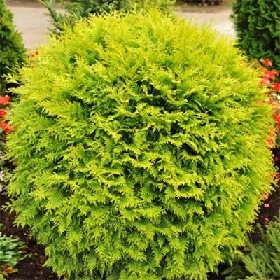 Туя Danica Aurea фото