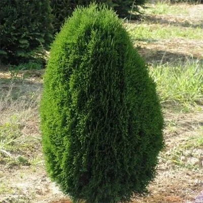 Туя Green Egg фото