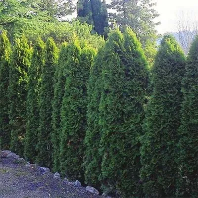 Туя Occidentalis Pyramidalis фото