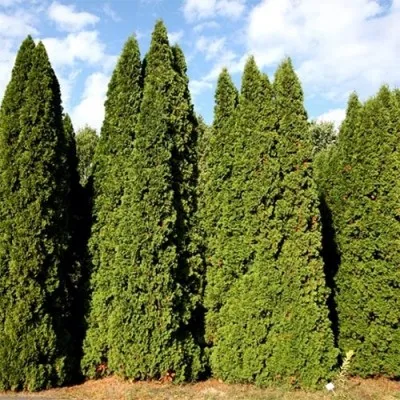 Туя Malonyana фото