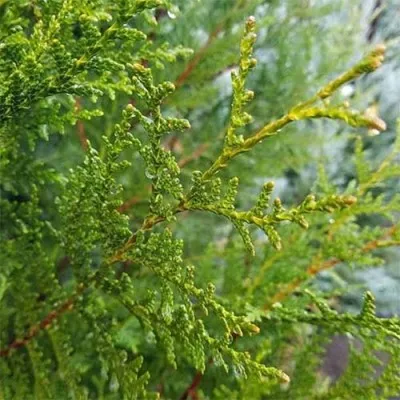 Туя Plicata Emerald фото