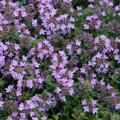 Чабрец Pseudolanuginosus (рассада) фото