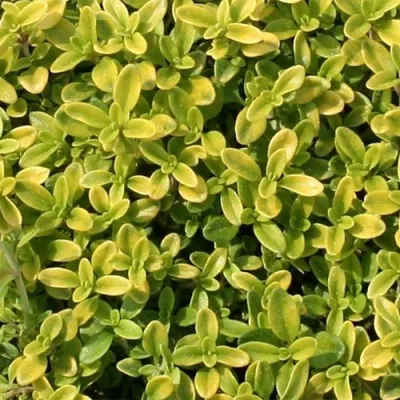 Чабрец Golden Dwarf фото