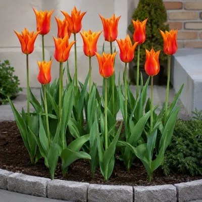 Тюльпан Ballerina фото