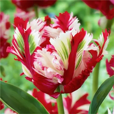 Тюльпан Estella Rijnveld фото