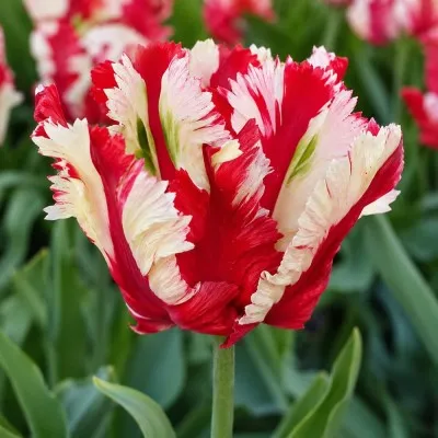 Тюльпан Estella Rijnveld фото