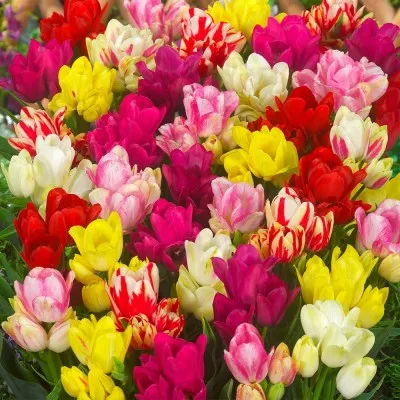 Тюльпан Multiflowering Mix фото