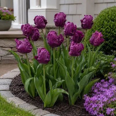 Тюльпан Parrot Prince фото