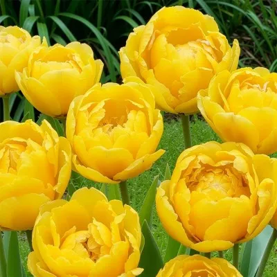 Тюльпан Yellow Pompenette фото
