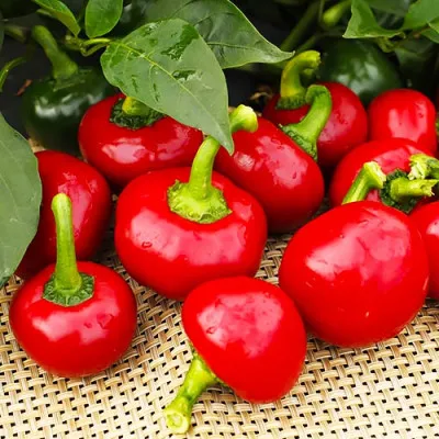 Перец острый Кираз-Кумра фото