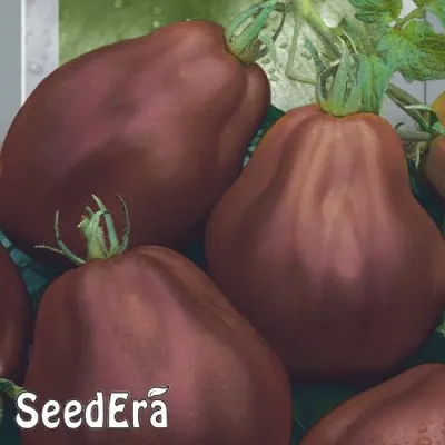 Томат Груша черная фото