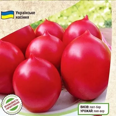Томат Надежда Тарасенко фото