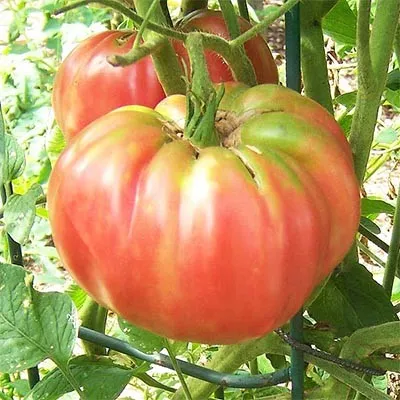 Томат Pink Brandywine фото
