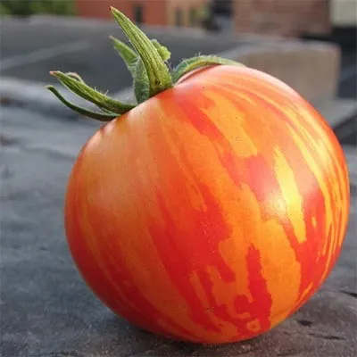 Томат Red Zebra фото