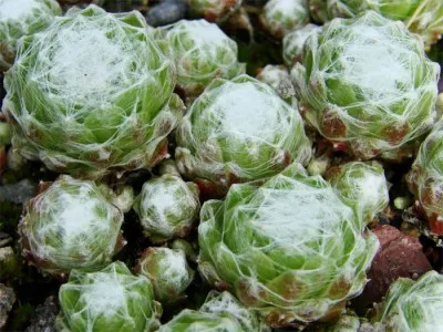 Каменная роза Tomentosum фото
