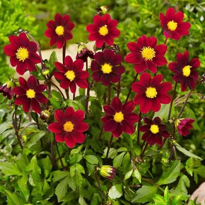Георгина Topmix Purple фото