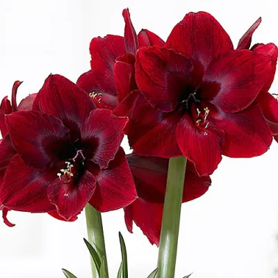 Амариллис Red Pearl фото