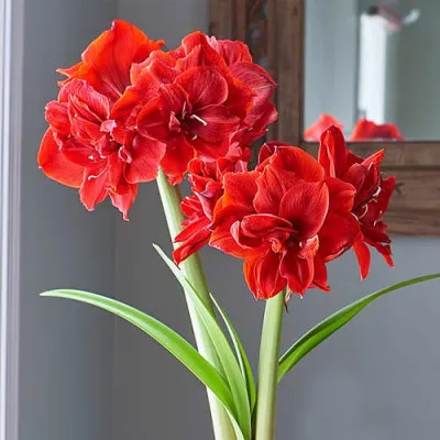 Амариллис Red Torro фото