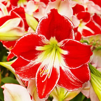 Амариллис Silver Queen фото