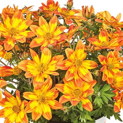 Биденс Taka Tuka Orange-Yellow Brush фото