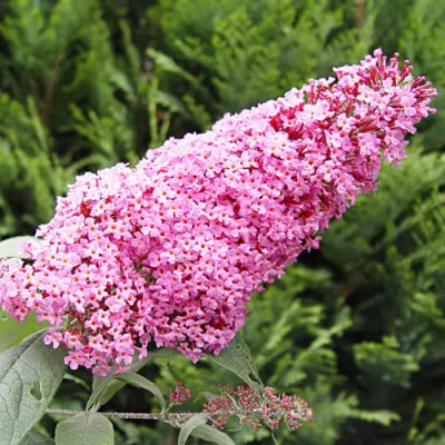 Буддлея Pink Delight фото