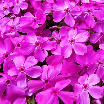 Флокс Drummond Pink фото