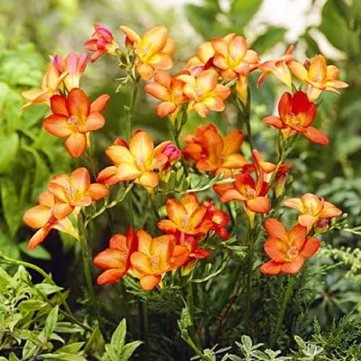 Фрезия Single Orange (Акционная) фото