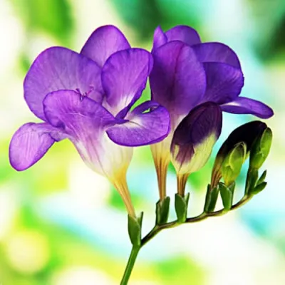 Фрезия Single Purple (Акционная) фото