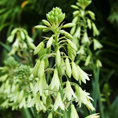Гальтония Viridiflora фото