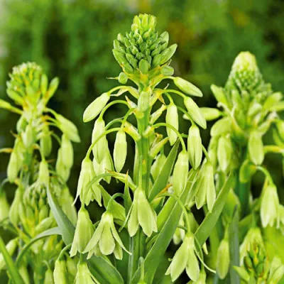 Гальтония Viridiflora фото