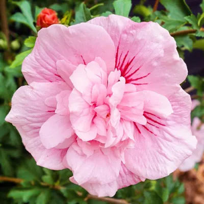Гибискус сирийский Pink Chiffon фото