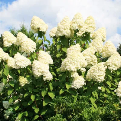Гортензия Grandiflora фото